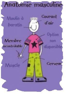 anatomie